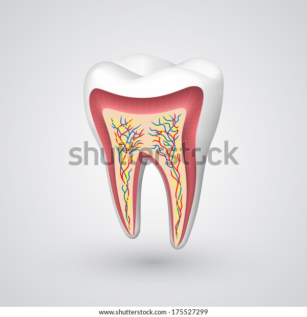 Tooth Nerve Endings Medical Sectional Template Stock Vector (Royalty ...