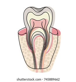 tooth with nerve and root view in watercolor silhouette vector illustration