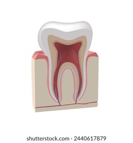 Tooth, realistic illustration, dental, medicine