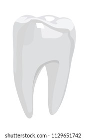 tooth realistic vector illustration isolated no background