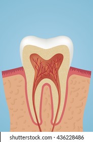Tooth sheme icon. Vector illustration