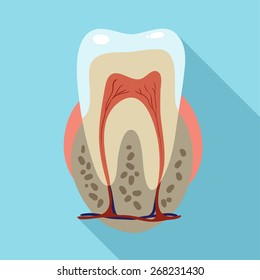 tooth structure