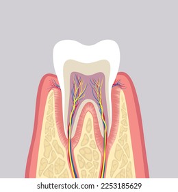 Tooth structure. Anatomy of teeth. Dental medical illustration.