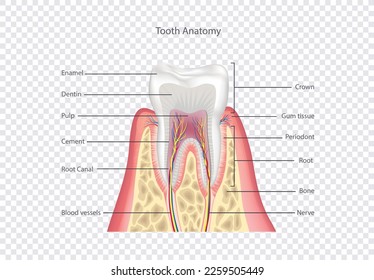 Estructura dental. Anatomía de dientes. Ilustración médica dental.