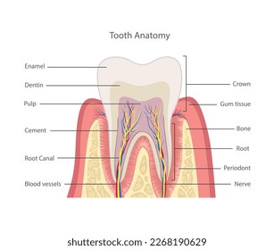 Tooth structure. Anatomy of teeth. Dental medical illustration.