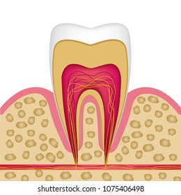 Teeth Human Part Anatomy Medical Educational Stock Vector (Royalty Free ...