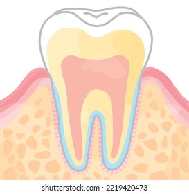 Tooth structure  cross section view vector illustration material