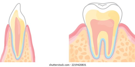 Tooth structure  cross section view vector illustration material