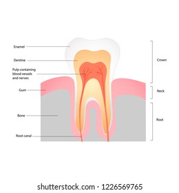 Tooth structure. Human tooth anatomy