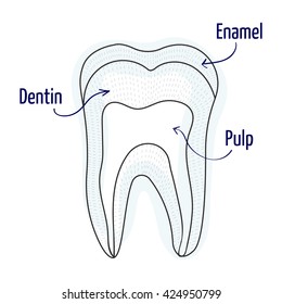 Tooth structure illustration. Vector illustration. Human teeth structure.