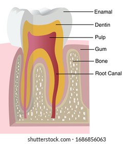 Tooth structure. Medical diagram of the structure of the inside cross-section of the tooth.