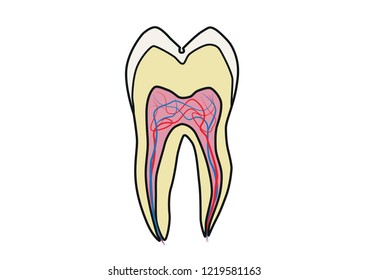 Tooth structure outline sectional drawing fang molar cheektooth dental odontic
dentist training educational