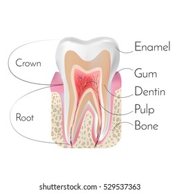 Tooth structure. Realistic tooth. Vector illustration.