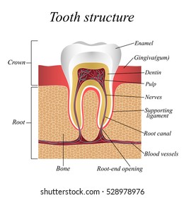 Tooth structure, training medical anatomical poster. Vector illustration.