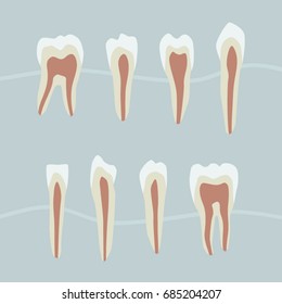 Tooth structure - vector illustration