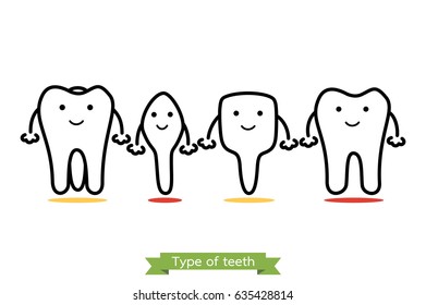 tooth type - incisor, canine, premolar, molar - dental cartoon vector outline style, cute character for design