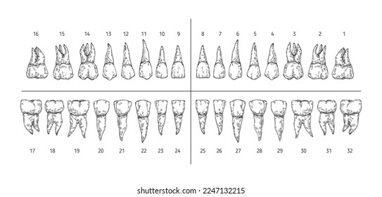 Tooth types sketch. Teeth with roots, dentist tooth numbers system and hand drawn premolar, molar, canine and incisor vector illustration set. Dentistry concept, medical treatment and hygiene