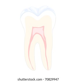 Tooth, vector illustration, eps10