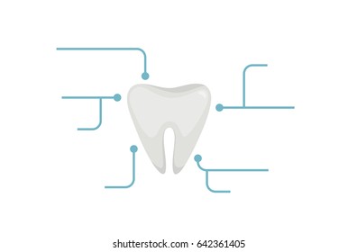 Tooth vector illustration:  infographic