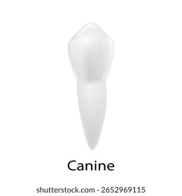 Dente Branco isolado, Um dente canino sobre fundo branco.Conceito Elemento ícone de dente humano para cuidados de higiene dentária, Médico, Site, Hospital.Vetor ilustração 3D Malha