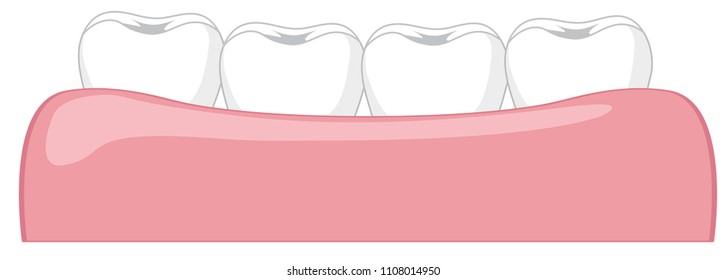 Tooth within a gum illustration