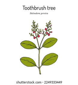 Árbol de cepillo de dientes (Salvadora persica), planta comestible y medicinal. Ilustración de vector botánico dibujada a mano