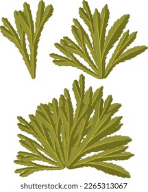 Toothed wrack cartoon isolated illustration