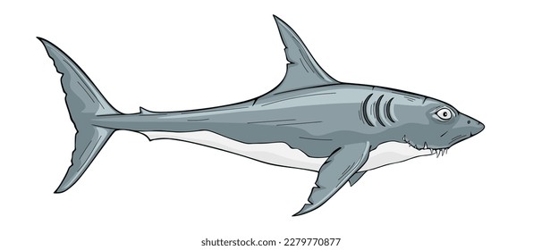 Toothy white shark vector illustration