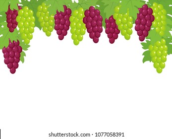 Top border of green and dark red grapes with leaves, isolated on white background, design element for Harvest festival. Vector illustration