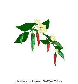 the top of a cayenne pepper plant that bears fruit without a background