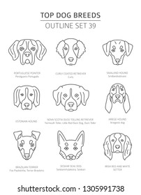 Top dog breeds. Hunting dogs set. Pet outline collection. Vector illustration