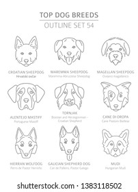 Top dog breeds. Hunting, shepherd and companion dogs set. Pet outline collection. Vector illustration