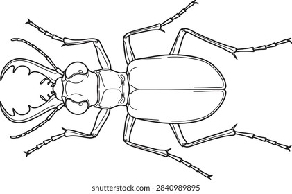 Top Down Tiger Beetle Line Art Illustration with Mandibles