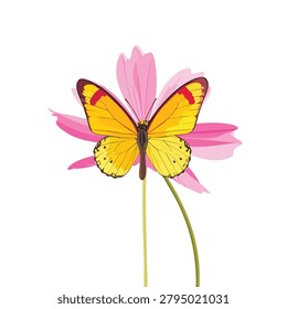 A top down view of a bright yellow butterfly with orange wing tips resting on a blooming pink cosmos flower against a clean white backdrop