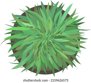 Top Down View Of Green Potted Plant, Vector Illustration