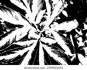 Top down view monochrome vector illustration of porang leaves. High contrast black and white amorphophallus muelleri plant foliage graphic asset.
