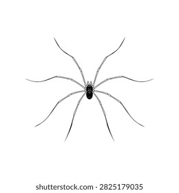 A top down view of a pholcid spider showing its characteristic long thin legs and small dark body isolated on a clean white background