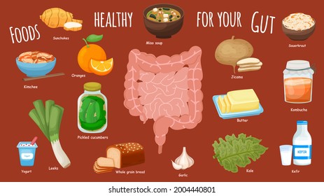 Top Foods For Gut Health. Healthy Products Collection. Vegan Food Set. Useful Infographic. Editable Vector Illustration In Bright Colors. Flat Cartoon Style. Landscape Poster. Medical Banner