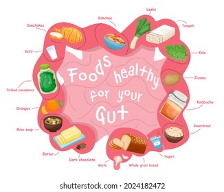 Top foods for gut health. Healthy products collection. Vegan food. Editable vector illustration in bright colors isolated on a white background. Flat cartoon style