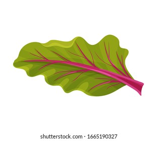 Top Green Leaf of Beet Root with Veins Vector Illustration