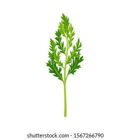 Top Leaves of Carrot Vector Illustrated Element.