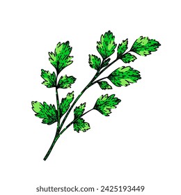 top parsley hand drawn. leaf view, garnish green, food fresh top parsley vector sketch. isolated color illustration