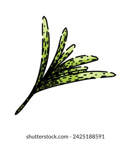 arriba romero dibujado a mano. alimento de la rama, verde de la planta, hoja fresca arriba romero dibujo vectorial. ilustración de color aislado