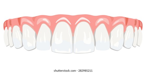 The top row of white teeth