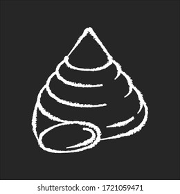 Top shell chalk white icon on black background. Exotic snail cockleshell, conchology Cittarium pica. Empty gastropod animal, molluscan conch, sea shell isolated vector chalkboard illustration
