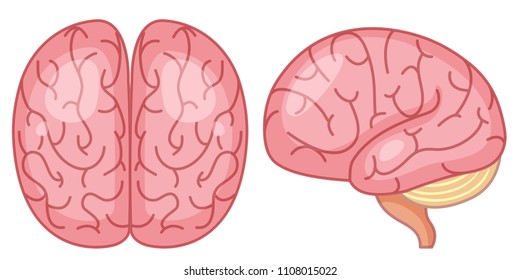top and side view of brain illustration