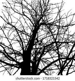 The top of tree branches without leaves.