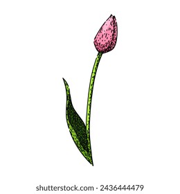 top tulip hand drawn. red yellow, color grow, colour blossom top tulip vector sketch. isolated color illustration