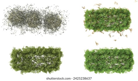 Top view of 3D illustration of a Beard lichens,Wall Of Ivy Leaves on transparent background