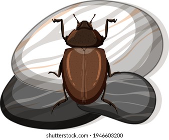 Top view of african black beetle on a stone on white background illustration